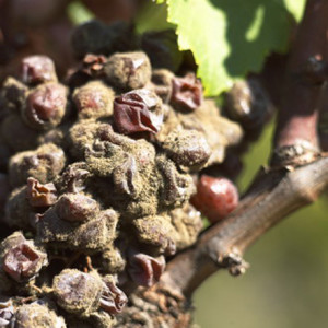 botrytised grapes