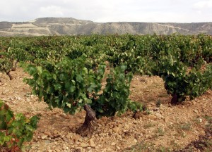 Finca Valpiedra vineyard