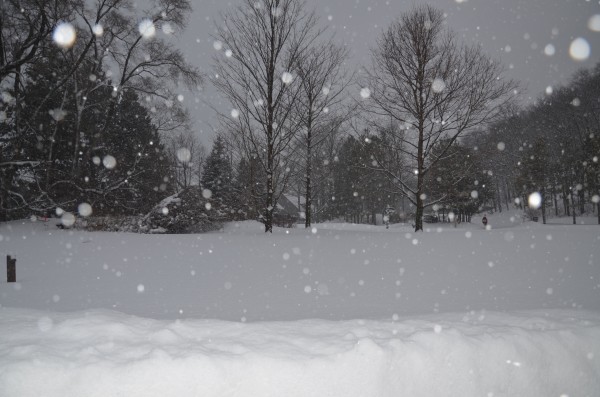 Snowy scene at Homestead