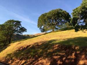 Park landscape on Mt. Diablo