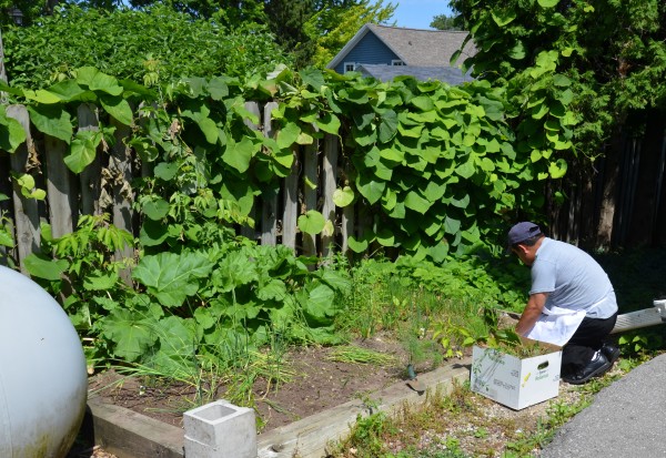 Can't get any fresher than herbs picked in the back yard!