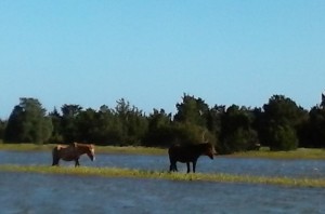 Wild Horses of Shackleford Banks