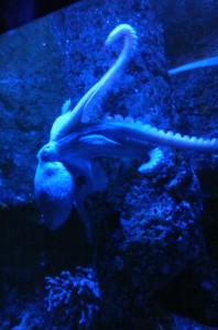 Octopus, North Carolina Aquarium, Pine Knoll Shores