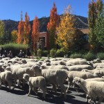 Trailing of the Sheep