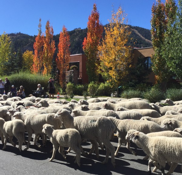 Trailing of the Sheep