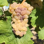 late harvest Riesling