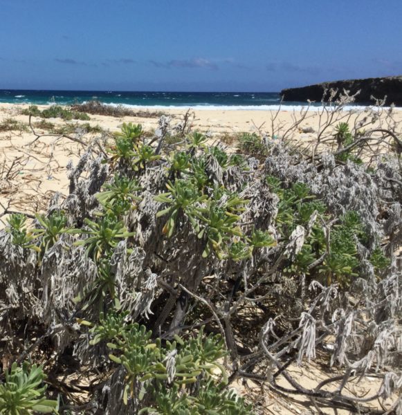 seaside-plants