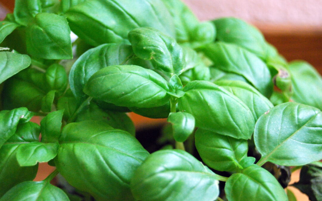 BASIL: In cusine, history, religion, myth, poetry and art